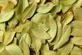 Dry bay leaves texture. Laurel leaf background Royalty Free Stock Photo