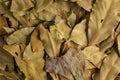 Dry bay leaves texture. Laurel leaf background. Culinary herb Royalty Free Stock Photo