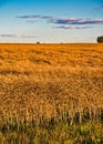 Dry bean crop teady for harvest Royalty Free Stock Photo