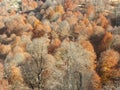 Dry and beautiful and colorful autumn trees Royalty Free Stock Photo