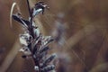 Dry beautiful plant with a web close-up. In autumn the grass faded and dried up. Leguminous