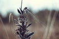 Dry beautiful plant with a web close-up. In autumn the grass faded and dried up. Leguminous