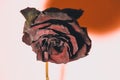 Dry but beautiful rose on a background of a pink shade.