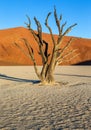 Dry beautiful tree on the background of the dunes with a beautiful texture of sand. Africa. Landscapes of Namibia. Sossusvlei. Royalty Free Stock Photo