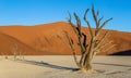 Dry beautiful tree on the background of the dunes with a beautiful texture of sand. Africa. Landscapes of Namibia. Sossusvlei. Royalty Free Stock Photo