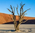 Dry beautiful tree on the background of the dunes with a beautiful texture of sand. Africa. Landscapes of Namibia. Sossusvlei. Royalty Free Stock Photo