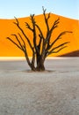 Dry beautiful tree on the background of the dunes with a beautiful texture of sand. Africa. Landscapes of Namibia. Sossusvlei. Royalty Free Stock Photo