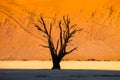 Dry beautiful tree on the background of the dunes with a beautiful texture of sand. Africa. Landscapes of Namibia. Sossusvlei. Royalty Free Stock Photo