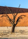 Dry beautiful tree on the background of the dunes with a beautiful texture of sand. Africa. Landscapes of Namibia. Sossusvlei. Royalty Free Stock Photo