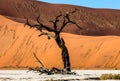 Dry beautiful tree on the background of the dunes with a beautiful texture of sand. Africa. Landscapes of Namibia. Sossusvlei. Royalty Free Stock Photo