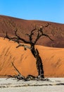 Dry beautiful tree on the background of the dunes with a beautiful texture of sand. Africa. Landscapes of Namibia. Sossusvlei. Royalty Free Stock Photo