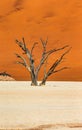 Dry beautiful tree on the background of the dunes with a beautiful texture of sand. Africa. Landscapes of Namibia. Sossusvlei. Royalty Free Stock Photo