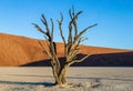 Dry beautiful tree on the background of the dunes with a beautiful texture of sand. Africa. Landscapes of Namibia. Sossusvlei. Royalty Free Stock Photo