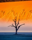 Dry beautiful tree on the background of the dunes with a beautiful texture of sand. Africa. Landscapes of Namibia. Sossusvlei. Royalty Free Stock Photo