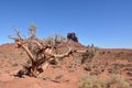 Dry beautiful tree on the background of the Sandstone Monolith `Western mitten` in Monument valley