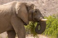 Desert elephant in the bed of the Hoanib river, Namibia Royalty Free Stock Photo