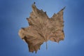 Dry beech leaf on the blue background Royalty Free Stock Photo
