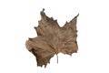 Dry beech leaf Royalty Free Stock Photo
