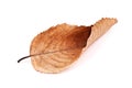 Dry beech leaf