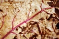 Dry beetroot leaf texture, natural organic background, close up detail, soft sepia wavy surface with bright red-purple branching