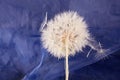 Big dandelion close up Royalty Free Stock Photo