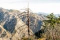 dry big spruce in national park