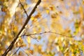 Dry birch branch on the blurred background of an golden autumn leaves and blue sky Royalty Free Stock Photo