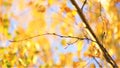 Dry birch branch on the blurred background of an golden autumn leaves and blue sky Royalty Free Stock Photo