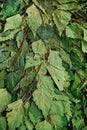 Dry birch broom close-up. Accessories for baths and saunas.Texture and background of leaves Royalty Free Stock Photo