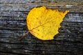 Dry birch leaf Royalty Free Stock Photo