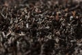 Dry Black Loose Leaf Tea