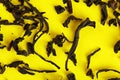 Dry black loose tea leaves on yellow board, closeup detail from above