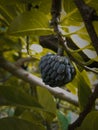 Dry black suger apple photo in farm Royalty Free Stock Photo