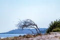 Dry black tree silhouette leaning on sea shore