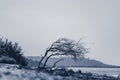 Dry black tree silhouette leaning on sea shore