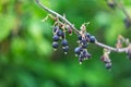 Dry blackcurrant berries on a branch of a sick plant. End of harvest. Blurred background. Royalty Free Stock Photo