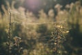 Dry blades of grass covered with cobwebs in sunset light Royalty Free Stock Photo