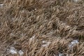 Dry blades of grass on snow blur forest background Royalty Free Stock Photo