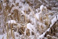 Dry blades of grass on snow blur forest background Royalty Free Stock Photo