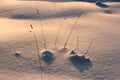 Dry blades of grass sticking out of shiny snow at sunset Royalty Free Stock Photo