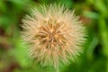 Dry bloom on the meadow - closeup Royalty Free Stock Photo