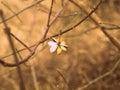 Dry bloom - waiting for spring