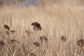 Dry blooms in a gold field moving in the wind Royalty Free Stock Photo