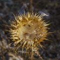 Dry blossomed flower, golden color has a prickly receptacle, seeds scattered