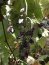 Dry blue grapes. Abstract wallpaper. Autumn fruit still life. Royalty Free Stock Photo