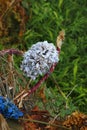 Dry, blue, hydrangea blossom on a heap in garden Royalty Free Stock Photo