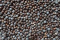 Dry Blue Juniper berries texture