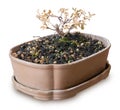 Dry Bonsai Tree in Flower Pot on White Background