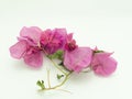 Dry Bougainvillea leaf isolated on white background