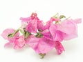 Dry Bougainvillea leaf isolated on white background Royalty Free Stock Photo